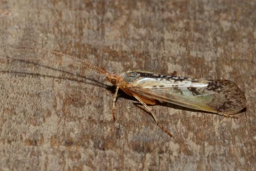 Limnephilus sp.